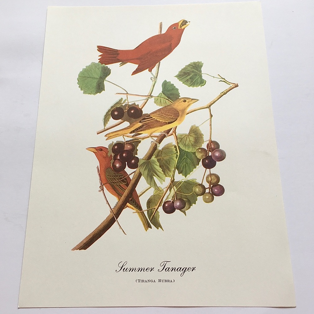 Vintage Bird Wall Art Grapes Vines Illustration Print Summer Tanager Birds Decor